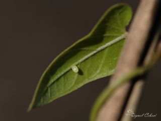 Sultan (Danaus chrysippus)