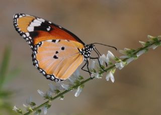 Sultan (Danaus chrysippus)