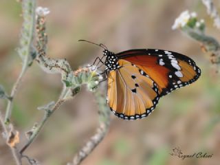 Sultan (Danaus chrysippus)