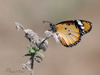 Sultan (Danaus chrysippus)