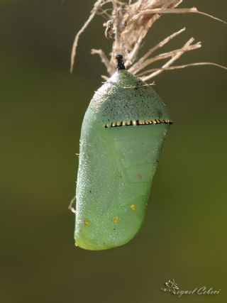 Sultan (Danaus chrysippus)