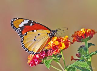 Sultan (Danaus chrysippus)