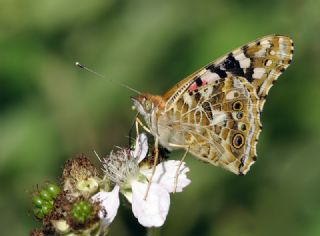Diken Kelebei (Vanessa cardui)