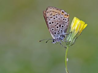 sli Bakr Gzeli (Lycaena tityrus)
