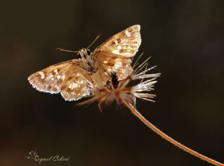 spanyol Zpzp (Pyrgus armoricanus)