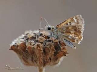 spanyol Zpzp (Pyrgus armoricanus)