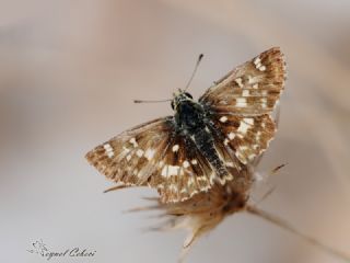 spanyol Zpzp (Pyrgus armoricanus)