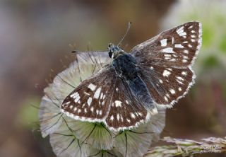 Mozaik Z�pz�p�&nbsp;(Muschampia&nbsp;tessellum)