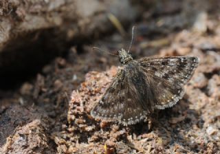 Pasl� Z�pz�p&nbsp;(Erynnis&nbsp;tages)