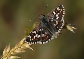 Gzel Zpzp (Pyrgus cinarae)