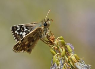Gzel Zpzp (Pyrgus cinarae)