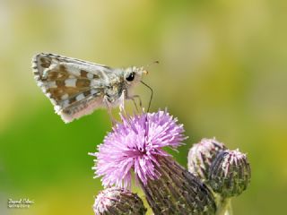 Gzel Zpzp (Pyrgus cinarae)