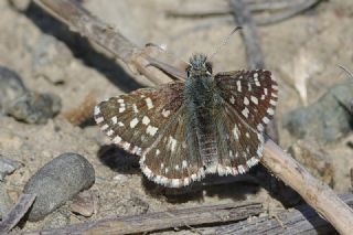 Ege Z�pz�p�&nbsp;(Pyrgus&nbsp;melotis)