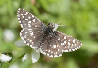 Ege Zpzp (Pyrgus melotis)