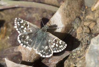 Ege Zpzp (Pyrgus melotis)