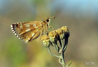 K�z�l Z�pz�p&nbsp;(Spialia&nbsp;orbifer)