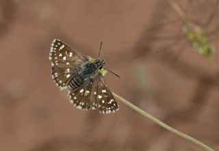 Kzl Zpzp (Spialia orbifer)