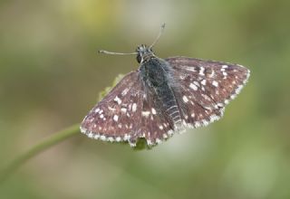 Kzl Zpzp (Spialia orbifer)