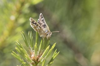 Kzl Zpzp (Spialia orbifer)