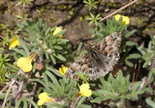 Hatmi Zpzp (Carcharodus alceae)