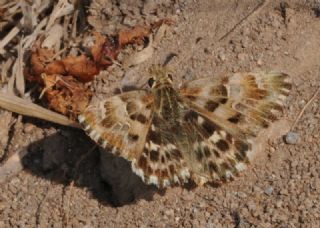 Hatmi Zpzp (Carcharodus alceae)