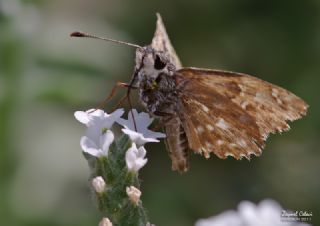 Hatmi Zpzp (Carcharodus alceae)