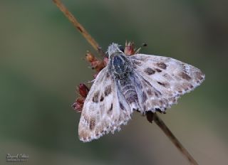 Hatmi Zpzp (Carcharodus alceae)