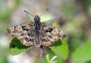 Hatmi Zpzp (Carcharodus alceae)