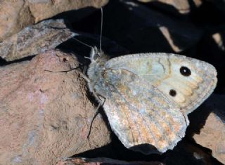 Da� Yalanc�cad�s�&nbsp;(Pseudochazara&nbsp;beroe)