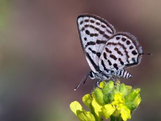 Balkan Kaplan (Tarucus balkanicus)