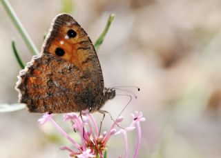 Step Yalanc�cad�s�&nbsp;(Pseudochazara&nbsp;mniszechii)