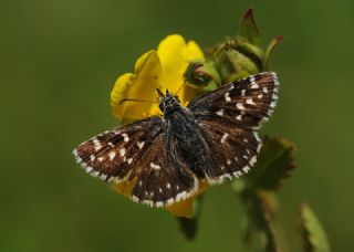 Ebegmeci Zpzp (Pyrgus malvae)