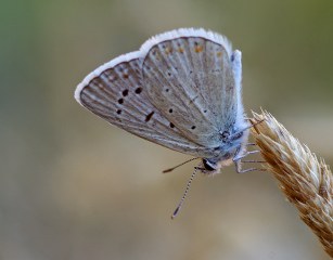 okgzl Kk Turan Mavisi (Polyommatus cornelius)