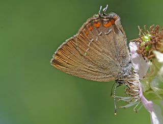 B�y�k Sevbeni&nbsp;(Satyrium&nbsp;ilicis)