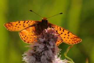 Kafkas Menek�e Kelebe�i&nbsp;(Boloria&nbsp;caucasica)