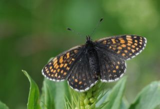 Kafkasyal� Amannisa&nbsp;(Mellicta &nbsp;caucasogenita)