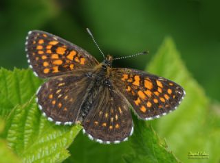 Kafkasyal Amannisa (Mellicta  caucasogenita)