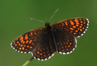 Kafkasyal� Amannisa&nbsp;(Mellicta &nbsp;caucasogenita)