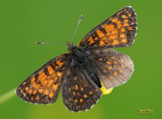 Funda parhan (Melitaea irka)