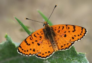 ranl parhan (Melitaea persea)