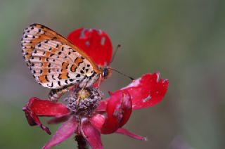 ranl parhan (Melitaea persea)