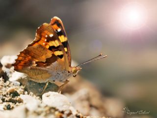 Anadolu ehzadesi (Thaleropis ionia)