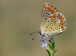 okgzl Esmer (Aricia agestis)