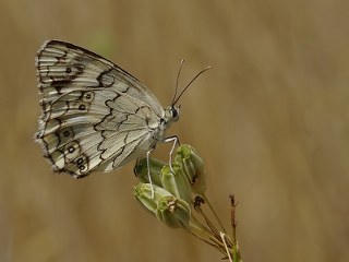 Anadolu Melikesi (Melanargia larissa)