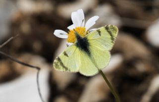 Dou Elfinstonyas (Euchloe penia)