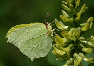 Orakkanat (Gonepteryx rhamni)