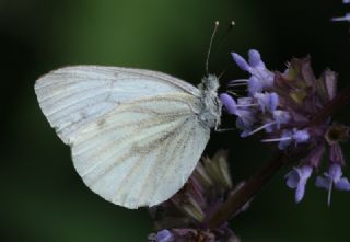 Yalanc Beyazmelek (Pieris pseudorapae)