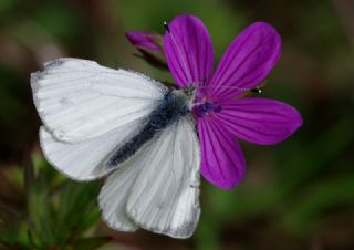 Yalanc Beyazmelek (Pieris pseudorapae)
