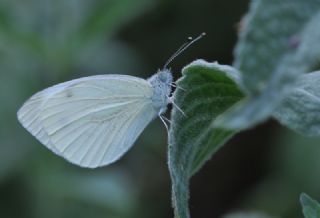 Yalanc Beyazmelek (Pieris pseudorapae)