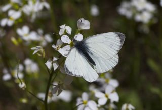 Yalanc Beyazmelek (Pieris pseudorapae)